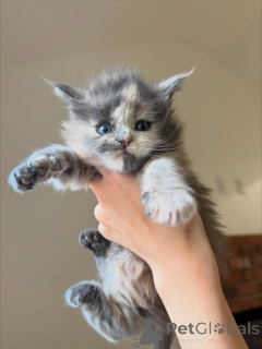 Zdjęcie №1. maine coon - na sprzedaż w Ängelholm | negocjowane | Zapowiedź № 158144