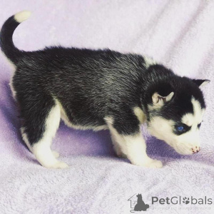 Zdjęcie №1. husky syberyjski - na sprzedaż w Ryga | negocjowane | Zapowiedź №176270