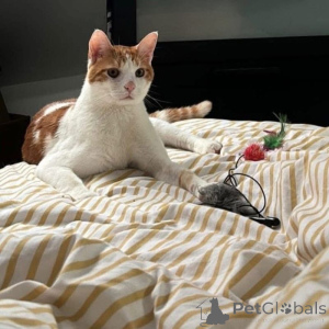 Zdjęcie №1. kot europejski krótkowłosy - na sprzedaż w Dijon | 3827zł | Zapowiedź № 145314