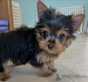 Zdjęcie №1. yorkshire terrier - na sprzedaż w Alavus | 2317zł | Zapowiedź №164486