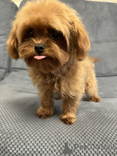 Zdjęcie №4. Sprzedam maltipu w Kijów. prywatne ogłoszenie, od żłobka, hodowca - cena - 7175zł