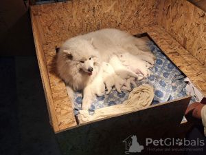 Dodatkowe zdjęcia: Szczenięta Samoyeda