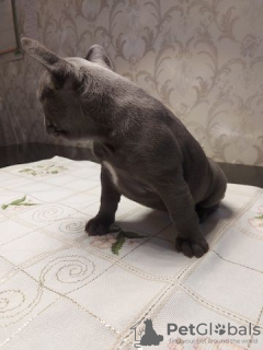 Zdjęcie №4. Sprzedam buldog francuski w Würzburg. prywatne ogłoszenie - cena - 2392zł