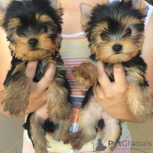 Zdjęcie №1. yorkshire terrier - na sprzedaż w Paryż | negocjowane | Zapowiedź №71049