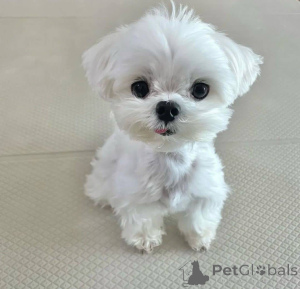 Zdjęcie №1.  - na sprzedaż w Texas City | negocjowane | Zapowiedź №138786