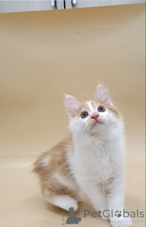 Zdjęcie №4. Sprzedam kurelski bobtail w Brest. prywatne ogłoszenie, od żłobka, hodowca - cena - negocjowane