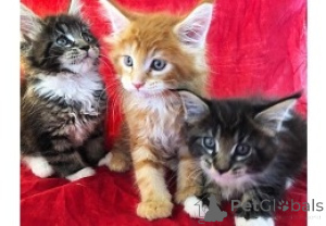 Zdjęcie №1. maine coon - na sprzedaż w Helsinki | negocjowane | Zapowiedź № 174621