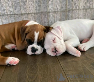 Zdjęcie №3. Bokerwelpen zur adopcja verfügbar. Niemcy