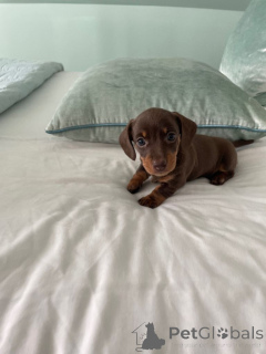 Zdjęcie №4. Sprzedam jamnik w Manila. prywatne ogłoszenie - cena - negocjowane