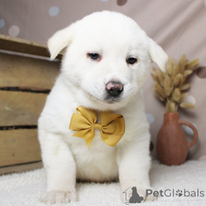 Zdjęcie №1. akita (rasa psa) - na sprzedaż w Berlin | negocjowane | Zapowiedź №162624