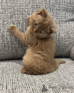 Zdjęcie №3. Kocięta Schattige Britse Korthaar zostały zoeken een nieuw thuis.. Belgia