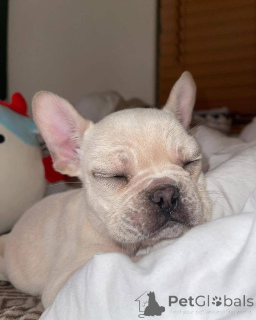 Zdjęcie №2 do zapowiedźy № 161254 na sprzedaż   - wkupić się USA 