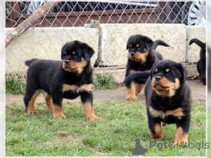 Zdjęcie №1. rottweiler - na sprzedaż w Wiedeń | negocjowane | Zapowiedź №156896