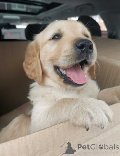 Zdjęcie №4. Sprzedam golden retriever w pomostową. prywatne ogłoszenie - cena - 2774zł