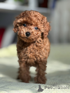 Zdjęcie №2 do zapowiedźy № 164039 na sprzedaż  pudel (zabawka) - wkupić się Finlandia prywatne ogłoszenie, ze schronu