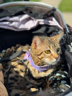 Zdjęcie №1. kot bengalski - na sprzedaż w Thun | 3588zł | Zapowiedź № 152715