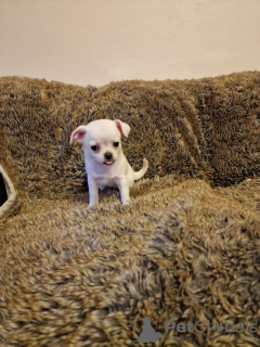 Zdjęcie №3. Wunderschöne Chihuahua-Welpen. Niemcy