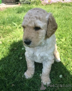 Zdjęcie №3. Szczenięta AJ Mini Golden Doodle już dostępne!. USA