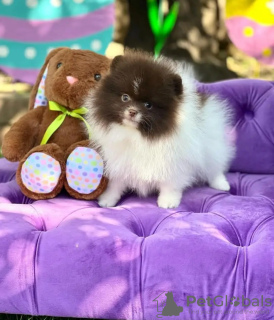 Zdjęcie №3. Wyszkolony w toalecie pomoranian. Estonia