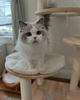 Zdjęcie №1. ragdoll - na sprzedaż w Como | negocjowane | Zapowiedź № 156952