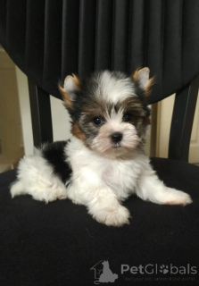 Zdjęcie №1. yorkshire terrier biewer - na sprzedaż w Balikesir | 2780zł | Zapowiedź №159181