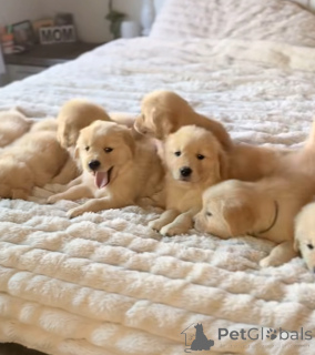 Zdjęcie №1. golden retriever - na sprzedaż w Gendt | 3348zł | Zapowiedź №163112