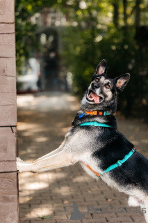 Zdjęcie №3. Monty czeka na swojego mężczyznę.. Federacja Rosyjska