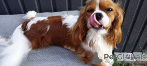 Zdjęcie №1. cavalier king charles spaniel - na sprzedaż w Kijów | 7639zł | Zapowiedź №11622