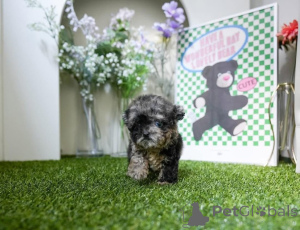 Zdjęcie №1. maltańczyk - na sprzedaż w Michigan City | negocjowane | Zapowiedź №154329