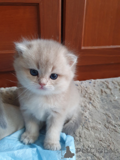 Zdjęcie №3. Julia Vladimirovna Fonareva. Federacja Rosyjska