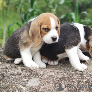 Dodatkowe zdjęcia: Szczenięta rasy beagle szukają domów stałych