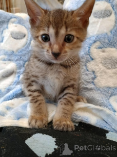 Zdjęcie №1. sawanna - na sprzedaż w Berlin | 1159zł | Zapowiedź № 155491