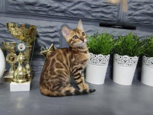 Zdjęcie №3. Hodowla "Cudowne koty" oferuje napisanie na kociąt rasy bengalskiej.. Białoruś