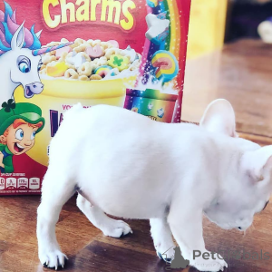 Zdjęcie №2 do zapowiedźy № 162861 na sprzedaż  buldog francuski - wkupić się Ukraina 