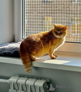 Zdjęcie №4. Sprzedam  w Москва.  - cena - Bezpłatny