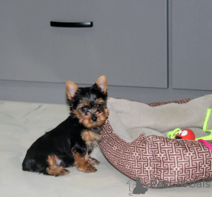 Zdjęcie №1. yorkshire terrier - na sprzedaż w Tokio | negocjowane | Zapowiedź №172123