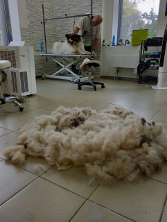 Zdjęcie №3. Wielki Papillon, Taylor czeka na rodzinę. Federacja Rosyjska