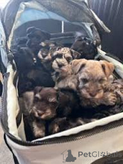 Zdjęcie №1. sznaucer miniaturowy - na sprzedaż w Manchester | 3348zł | Zapowiedź №165707