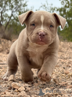 Zdjęcie №4. Sprzedam american bully w Alicante. prywatne ogłoszenie, od żłobka - cena - negocjowane