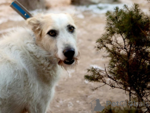 Zdjęcie №3. Absolutnie niesamowity pies Firefly szuka swojej rodziny!. Federacja Rosyjska