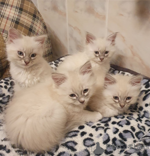 Zdjęcie №1. neva masquerade - na sprzedaż w Niedenstein | 1674zł | Zapowiedź № 150508