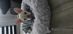 Zdjęcie №4. Sprzedam buldog francuski w Herne. prywatne ogłoszenie - cena - 5262zł