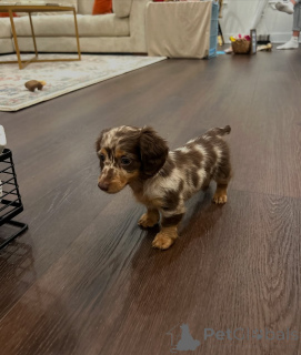 Zdjęcie №4. Sprzedam jamnik w Bar. prywatne ogłoszenie, ze schronu - cena - 3588zł