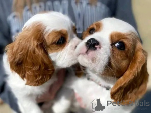 Zdjęcie №4. Sprzedam cavalier king charles spaniel w Münstermaafeld. prywatne ogłoszenie - cena - 2774zł