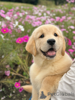 Zdjęcie №1. golden retriever - na sprzedaż w Moginz | negocjowane | Zapowiedź №158049