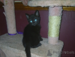 Zdjęcie №1. kot brytyjski krótkowłosy - na sprzedaż w Stevenage | negocjowane | Zapowiedź № 139237