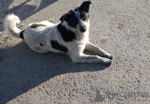 Zdjęcie №1. pies nierasowy - na sprzedaż w Tiumeń | Bezpłatny | Zapowiedź №10647