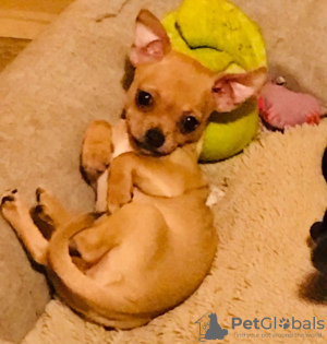 Zdjęcie №3. Reine Chihuahua-Babys. Niemcy