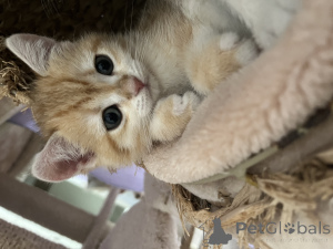 Zdjęcie №4. Sprzedam kot brytyjski krótkowłosy w Динслакен. hodowca - cena - 4305zł