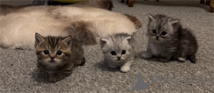 Zdjęcie №1. munchkin - na sprzedaż w Bamberg | 1674zł | Zapowiedź № 152933